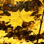 Wild West Gold слот - страсть к дикому западу в игровом формате